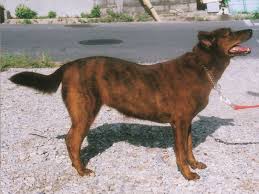 犬を家族に迎える前に